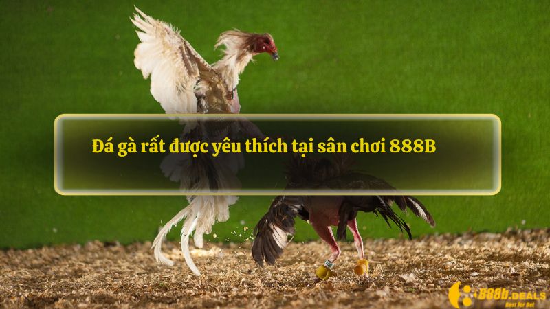 Đá gà rất được yêu thích tại sân chơi 888B